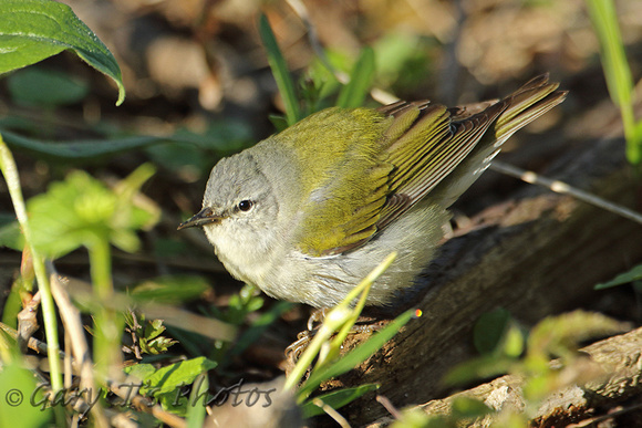Tennessee Warbler (Male)