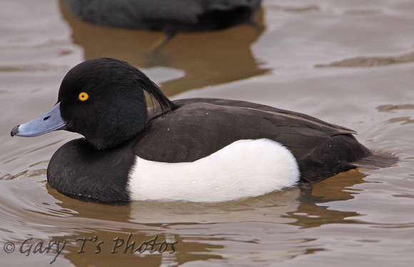 Tufted Duck (Drake Summer)