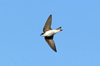 Tree Swallow (Male)