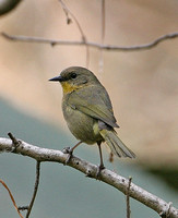 Hooded Yellowthroat (Female)
