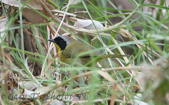 Hooded Yellowthroat (Male)