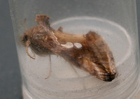 Tunbridge Wells Gem (Chrysodeixis acuta)