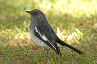 Oriental Magpie-robin (Female)