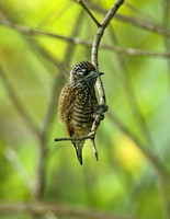 Spotted Piculet (Juvenile)