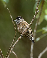 Spotted Piculet (Female)
