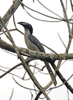 Sri Lanka Grey Hornbill (Female)*