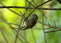 Spotted Piculet (Juvenile)