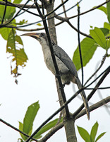 Sri Lanka Grey Hornbill (Male)