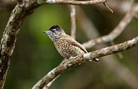 Spotted Piculet (Female)