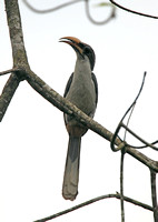 Sri Lanka Grey Hornbill (Male)*