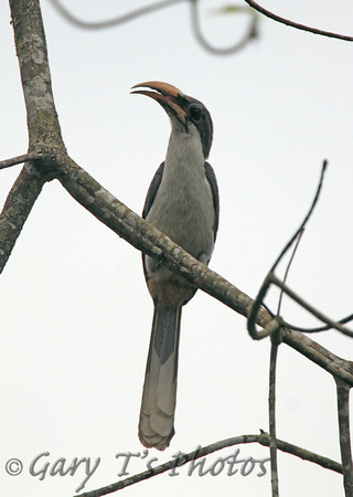 Sri Lanka Grey Hornbill (Male)*