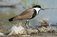 Spur-winged Plover (Adult)