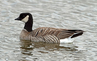 Richardson's (Cackling) Canada Goose (Branta hutchinsii)