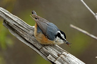Red-breasted Nuthatch (Male)