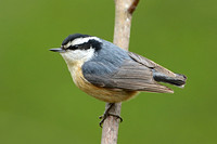 Red-breasted Nuthatch (Male)