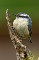 Red-breasted Nuthatch (Female)