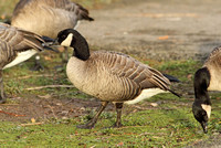 Richardson's Canada Goose