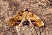 Scorched Wing (Plagodis dolabraria)