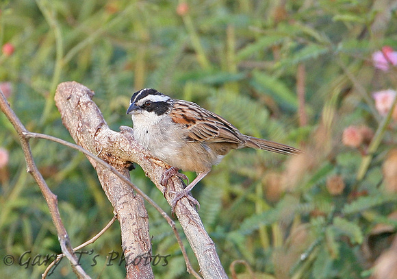 Stripe-headed Sparrow