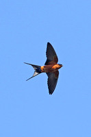 Striated Swallow (subspecies batiae)