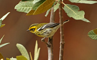 Townsends Warbler (Male)