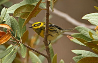 Townsends Warbler (Male)