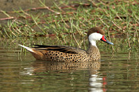 White-cheeked Pintail (Adult)