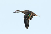 White-cheeked Pintail (Adult)