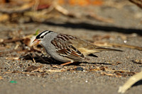 White-crowned Sparrow (Adult)