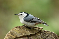 White-breasted Nuthatch (Adult)
