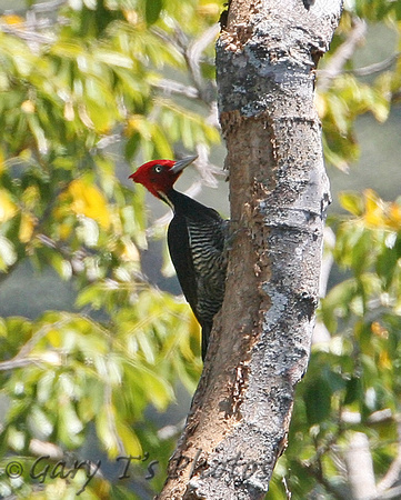Pale-billed Woodpecker (Male)