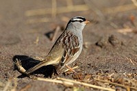 White-crowned Sparrow (Adult)