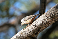 White-breasted Nuthatch (Adult)