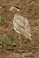 Peruvian Thick-knee (Adult)