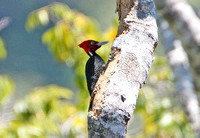 Pale-billed Woodpecker (Male)