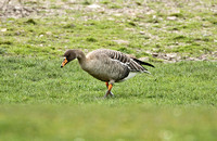 Taiga Bean Goose (Male)