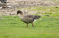 Taiga Bean Goose (Female)