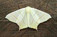 Swallow-tailed Moth (Ourapteryx sambucaria)