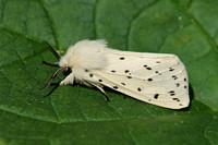 White Ermine (Male)