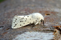 White Ermine (Spilosoma lubricipeda - Male)