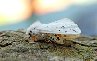 White Ermine (Spilosoma lubricipeda - Female)