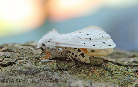 White Ermine (Spilosoma lubricipeda - Female)