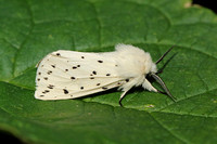 White Ermine (Male)
