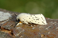 White Ermine (Spilosoma lubricipeda - Male)