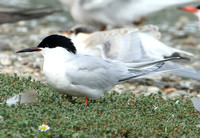 Roseate Tern