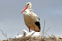 White Stork (Adult & Juveniles)
