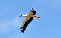 White Stork (Adult)