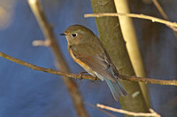Red-flanked Bluetail (Female)