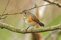 Red-flanked Bluetail (1st Winter Male)