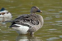 Tundra Bean Goose (Juvenile)